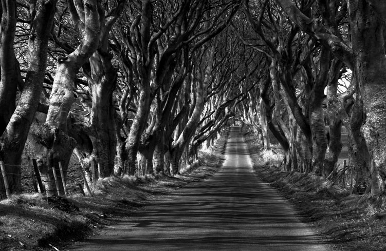 Dark Hedges near Ballymoney County Antrim